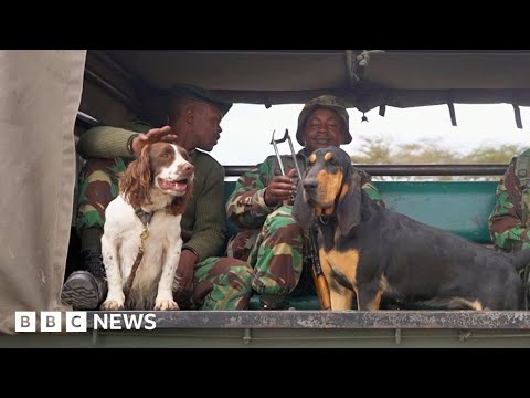 The dogs protecting Kenya’s animals from poachers – BBC News