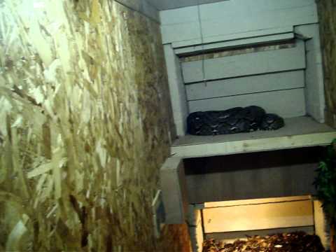 New large retic enclosure - YouTube