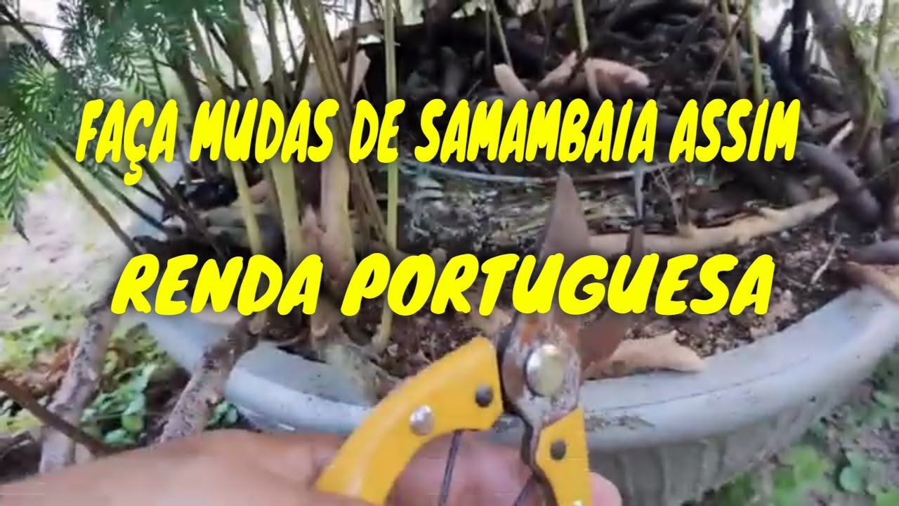 SAMAMBAIA RENDA PORTUGUESA - COMO FAZER MUDAS FÁCIL...