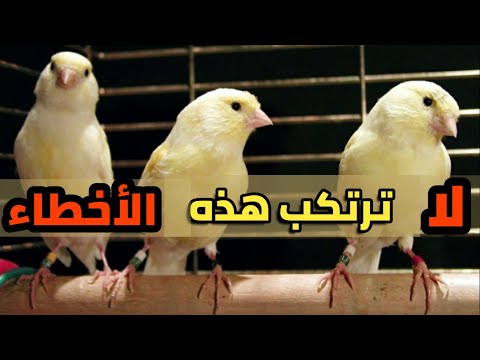 متى تجهز فراخ الكناري للتزاوج