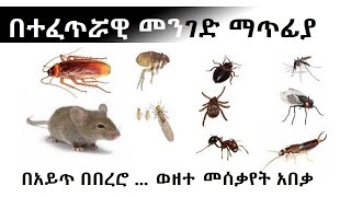 እቤት ባለ ንጥረ ነገር በቀላሉ አይጥ ዝንብ ጉንዳን ቱሃን ድራሻቸውን የሚያጠፋNatural Remedies For Household Pests