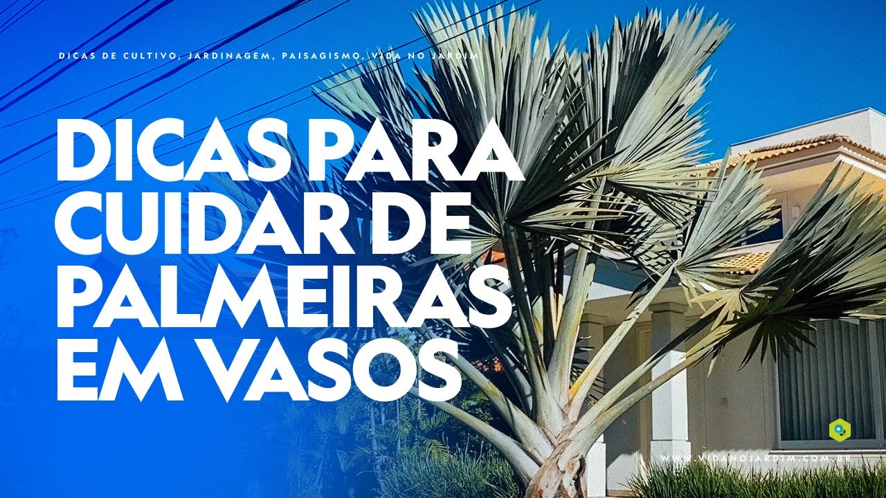 Cultivando o SUCESSO: Dicas para CUIDAR de PALMEIRAS EM VASOS