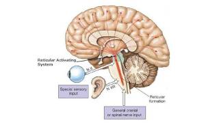 Understanding the Brain: A work in progress  Professor Keith Kendrick