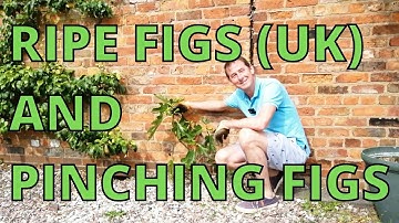 Ripe Figs in the UK. Pinching Out Figs. 