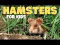 Hamster Behavior and Ecology