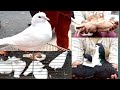 (১১) কবুতরের দাম জেনে নিই । Kaptan bazar pigeon market in dhaka। Aseel & Chicken BD