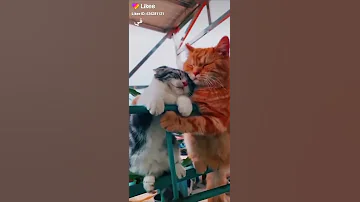 اغنيه انا عمري ماحد خطفني كده 