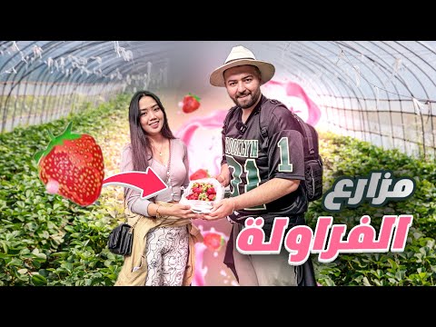 مزارع الفراولة على اعلى جبال الفلبين في مدينة باكيو