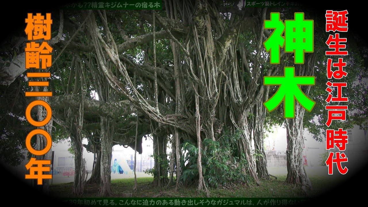 庭木 日本一のガジュマルの木かもしれない 沖縄県金武町伊芸ガジュマル公園 Youtube