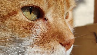 Cat's Face And Eyes (Close Up) screenshot 2