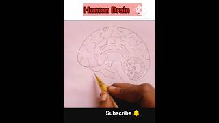 Human Brain ?|How to draw brain easy step by step @ArsaKani shorts humanbrain drawbrain