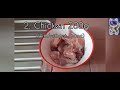 Homemade cat food for kittens & adult cat #Cat_food #Homemade #Help #Easy_Cat_food_recipe #Cat_Story