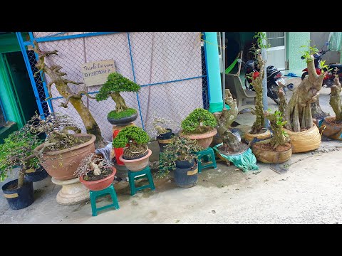 Video Cây cảnh bonsai TP và Phôi nhiều loại, chào bán... - youtube