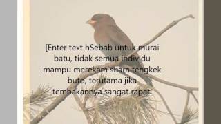 Suara Tembakan Tengkek Buto untuk Masteran