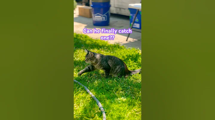 Watch the video about Rookie vs. Butterfly (Spoiler