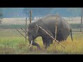 A Wild Elephant Crosses The Electric Wire