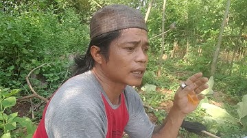 #cara menaklukan perkutut dah tau pulut ama nggak deketin pikat.@asaribontot637 atau sedulur pemikat