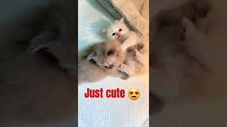 just cute #cat #kitten #shortsvideo #pets #cats #cat #ilovekittens