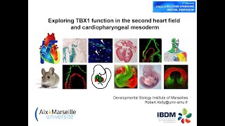 2021 22q11 Deletion Syndrome Virtual Symposium - Session 3, Robert Kelly, PhD