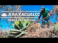 Conoce el Mezcal de Axaxacualco, Guerrero.