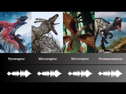 Sound Of Raptor Dinosaurs (Dromaeosauridae)