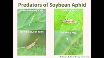 Scouting for Soybean Aphids