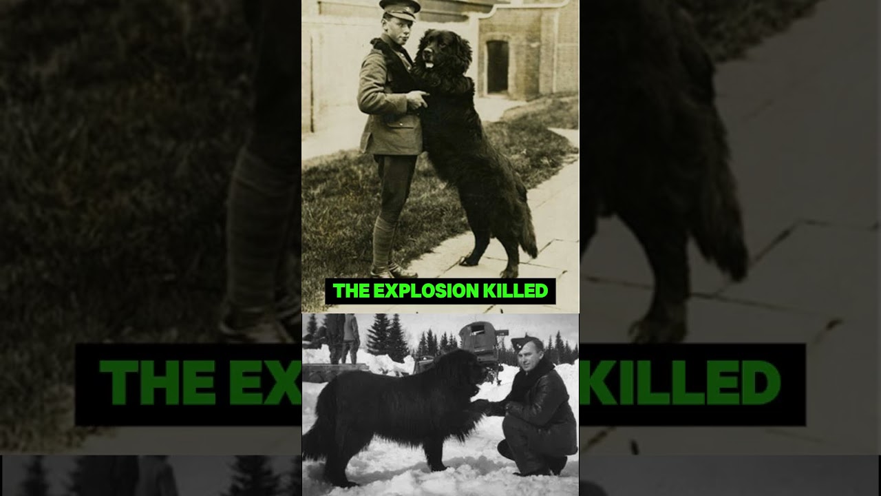 The Dog That Carried a Grenade Away