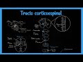 Tracto Corticoespinal (Sistema Piramidal) - EXPLICADO FÁCIL