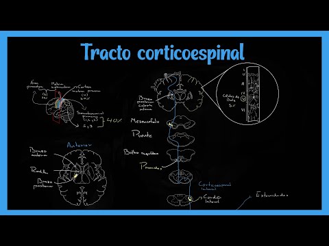 Video: ¿Es el tracto corticoespinal una vía motora?