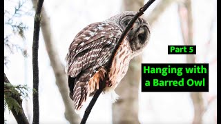 Sunset Barred Owl Preening & Rare Behavior | Jason George in Wasaga Beach (Part 5)