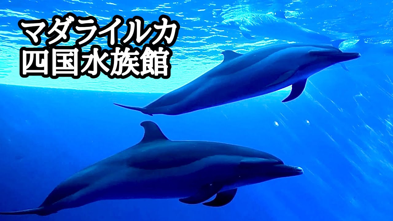 いるか マダライルカ 群れでゆったりと泳ぐ様子です【四国水族館】Pantropical