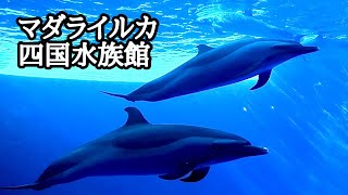 マダライルカ 群れでゆったりと泳ぐ様子です【四国水族館】Pantropical