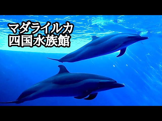マダライルカ 群れでゆったりと泳ぐ様子です【四国水族館】Pantropical
