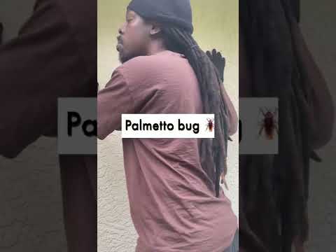Video: Kad palmetto kukaiņi ēd?