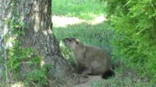 Groundhog On Pole Bean Trellis - Vegetable Garden Raised Bed Gardening