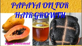 How to make papaya oil for hair growth papaya oil 4chair oils (@geneshomestead )