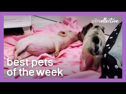 pigs-on-a-blanket-|-best-pets-of-the-week