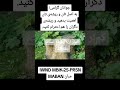 جوانان گرامی به اصل تان و ریشه ی تان اهمیت بدهید و ریشه ی دگران را هم احترام کنید مبان ترند شعر