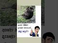 අහලා තිබ්බට දැකලා නෑනේ 😂😂 ඔයාලත් මේ වගේ දන්න නම් තියෙනවා නම් Comments කරන් යන්න😂😂