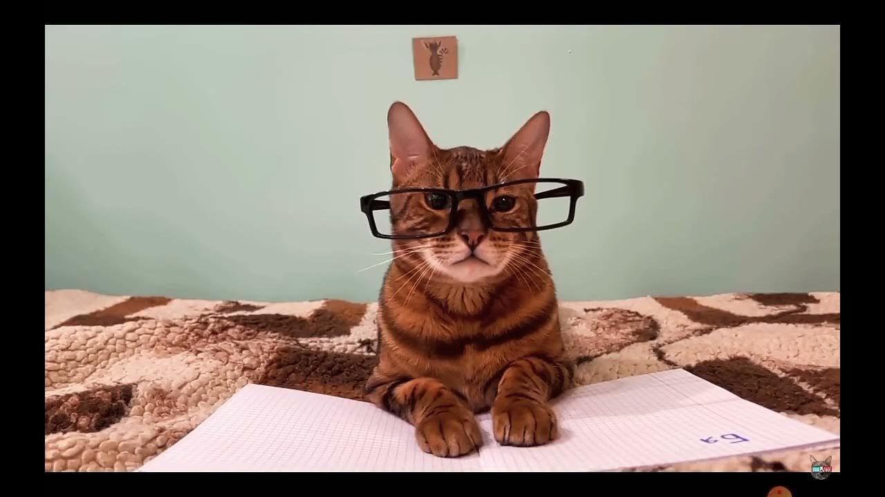 Включи школу котиков видео. Включи школу котиков видео. Включи школу котиков видео. Включи школу котиков видео. Котики в школе.