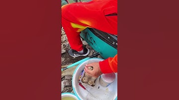 Cách trộn bài mồi câu rô đồng tự nhiên, rô đồng cũ hồ dịch vụ