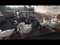 VR of Ducks running out of barn down ramp in 3D