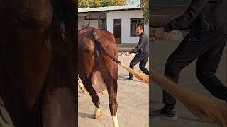 Abdulloh Aka Eston Sigir Sotiladi 977090901