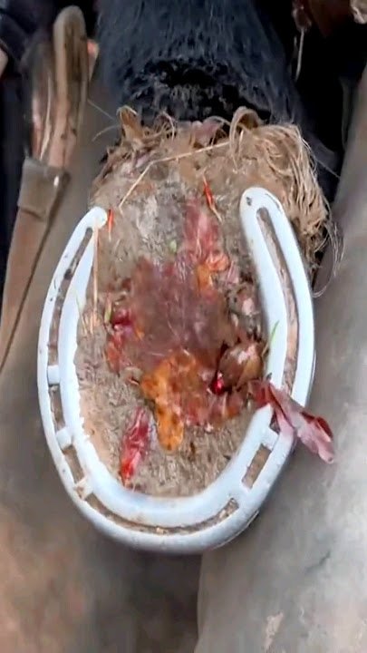 satisfying horse shoe trimming