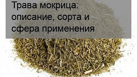 Трава мокрица: описание, сорта и сфера применения