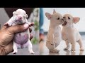 Funniest Puppies 🐧 - Best Of The 2020 Funny Puppy Videos Compilation 😁 - Cutest Puppy Ever #2