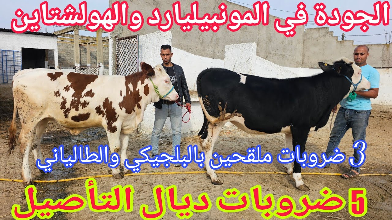 الجودة في المونبيليارد والهولشتاين👑 5 الضروبات 3 ملقحات نواحي الغرب06.09.33.67.35🇲🇦📞 ألو عبد العالي