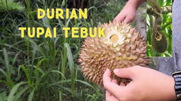 Durian Tupai Tebuk Kenapa. DURIAN HUNTER