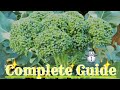 How to Grow broccoli seed