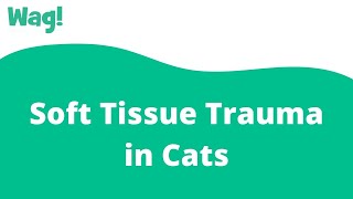 Soft Tissue Trauma in Cats | Wag! screenshot 3